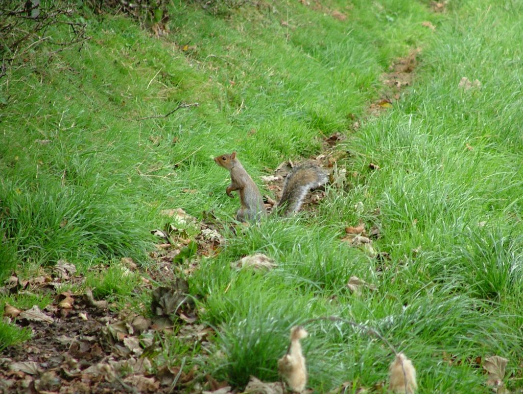 Squirrel in Canaston Woods