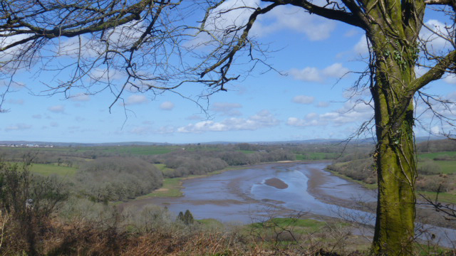 Little Milford Woods, Daugleddau Estuary