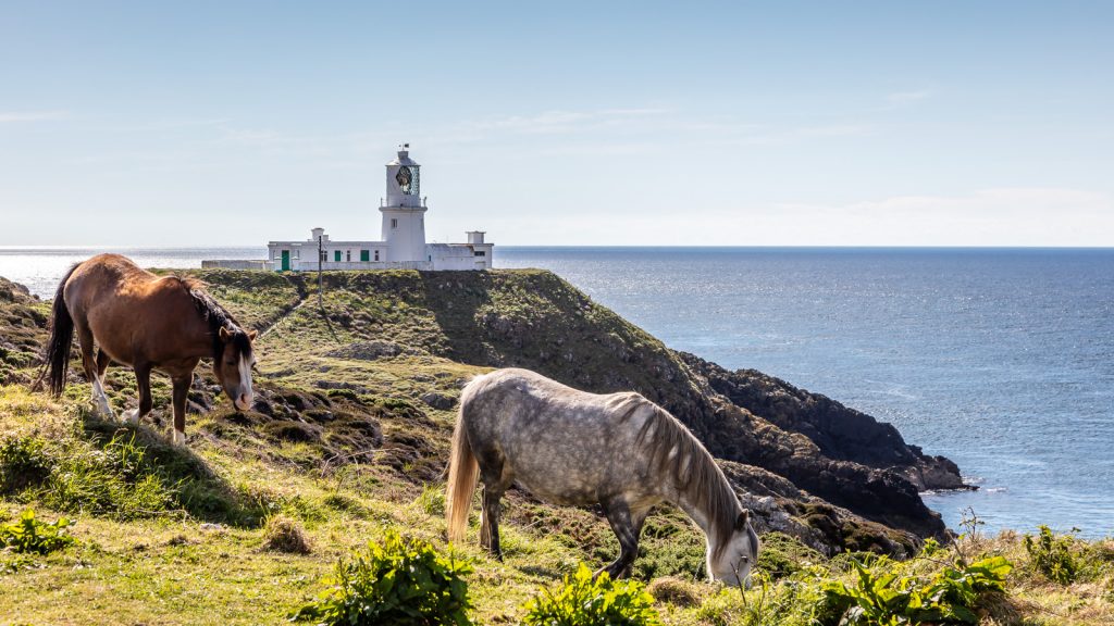 Welsh Mountain Ponies at Strumble Head