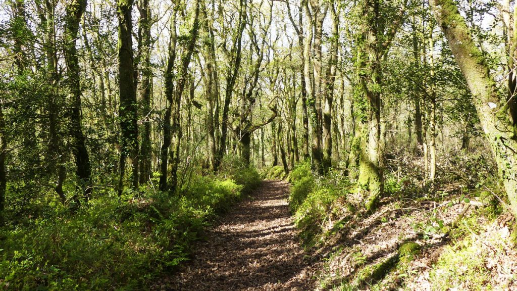 Pengelli Woods path