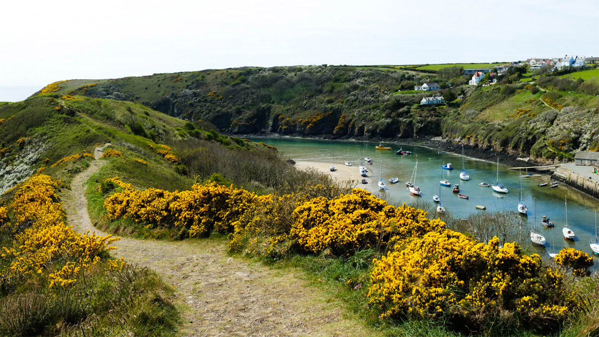 Solva Harbour from the Gribyn