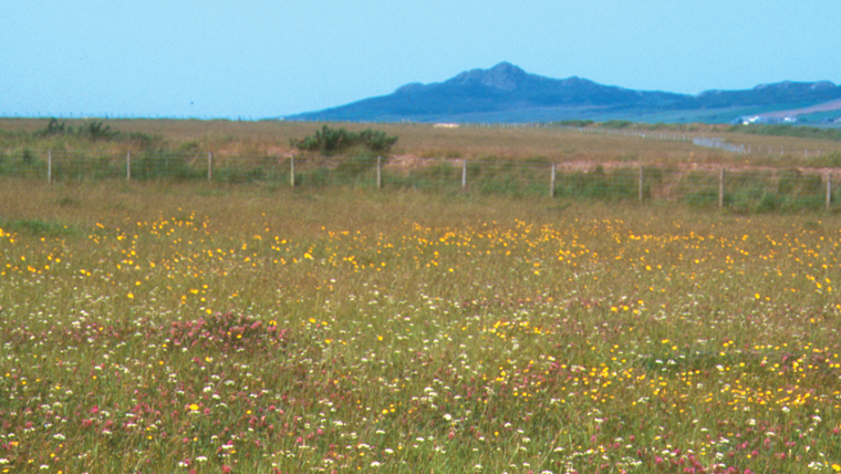 St Davids Airfield