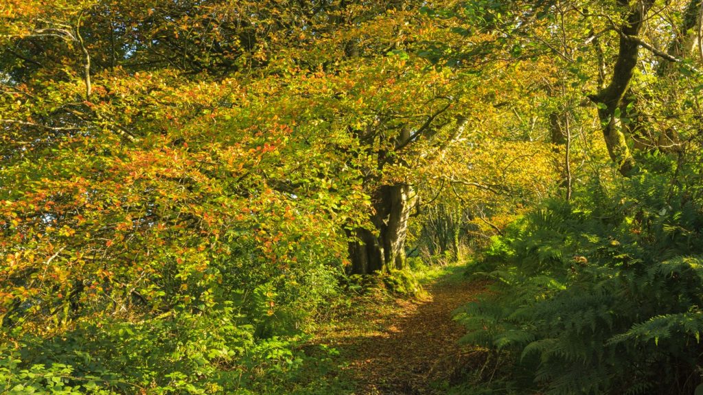 Pontfaen Woods, Gwaun Valley