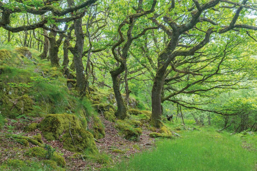 Ancient woodland