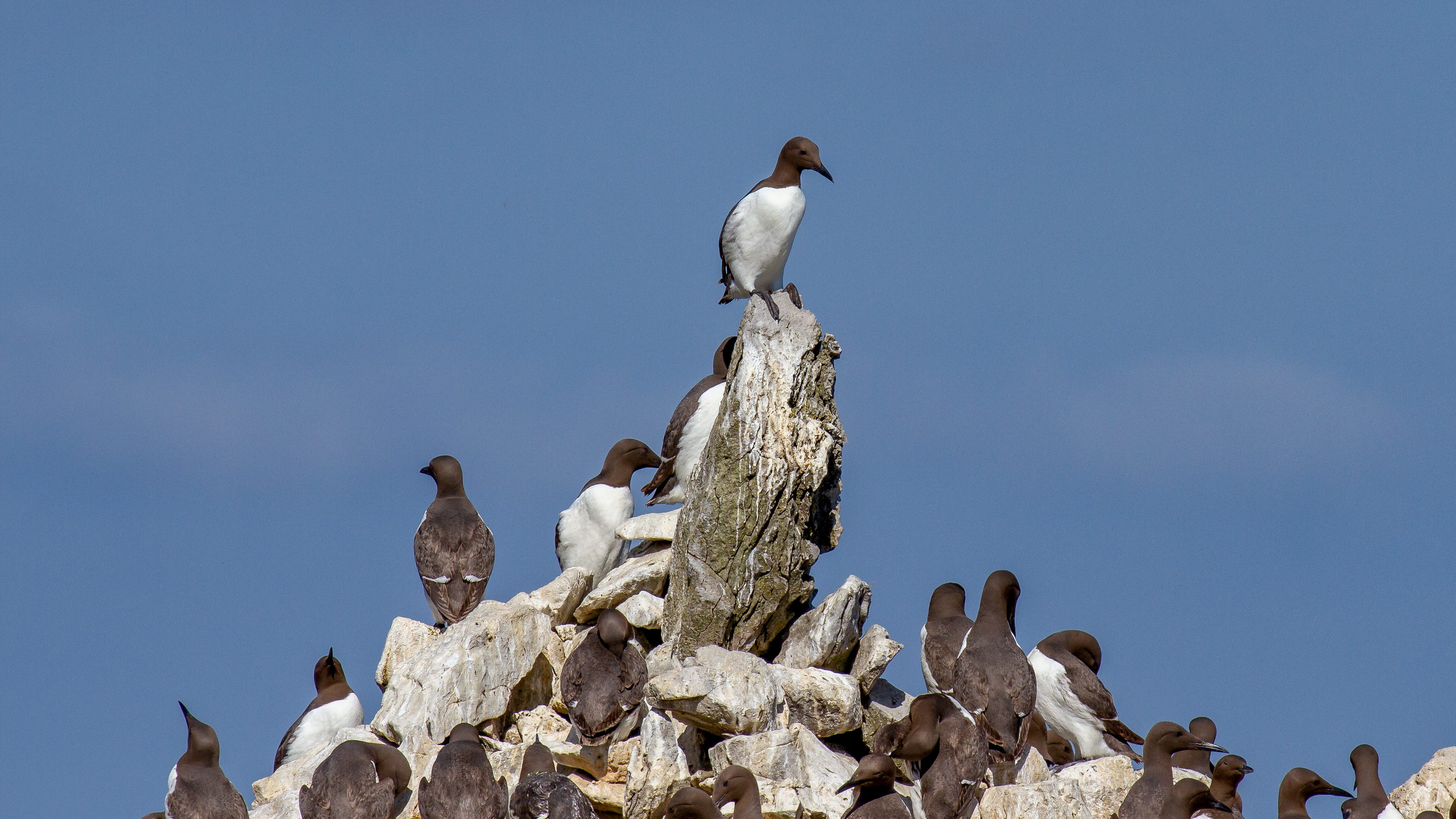 Guillemots on Stack Rocks Elegug Stacks), Pembrokeshire, Wales, UK