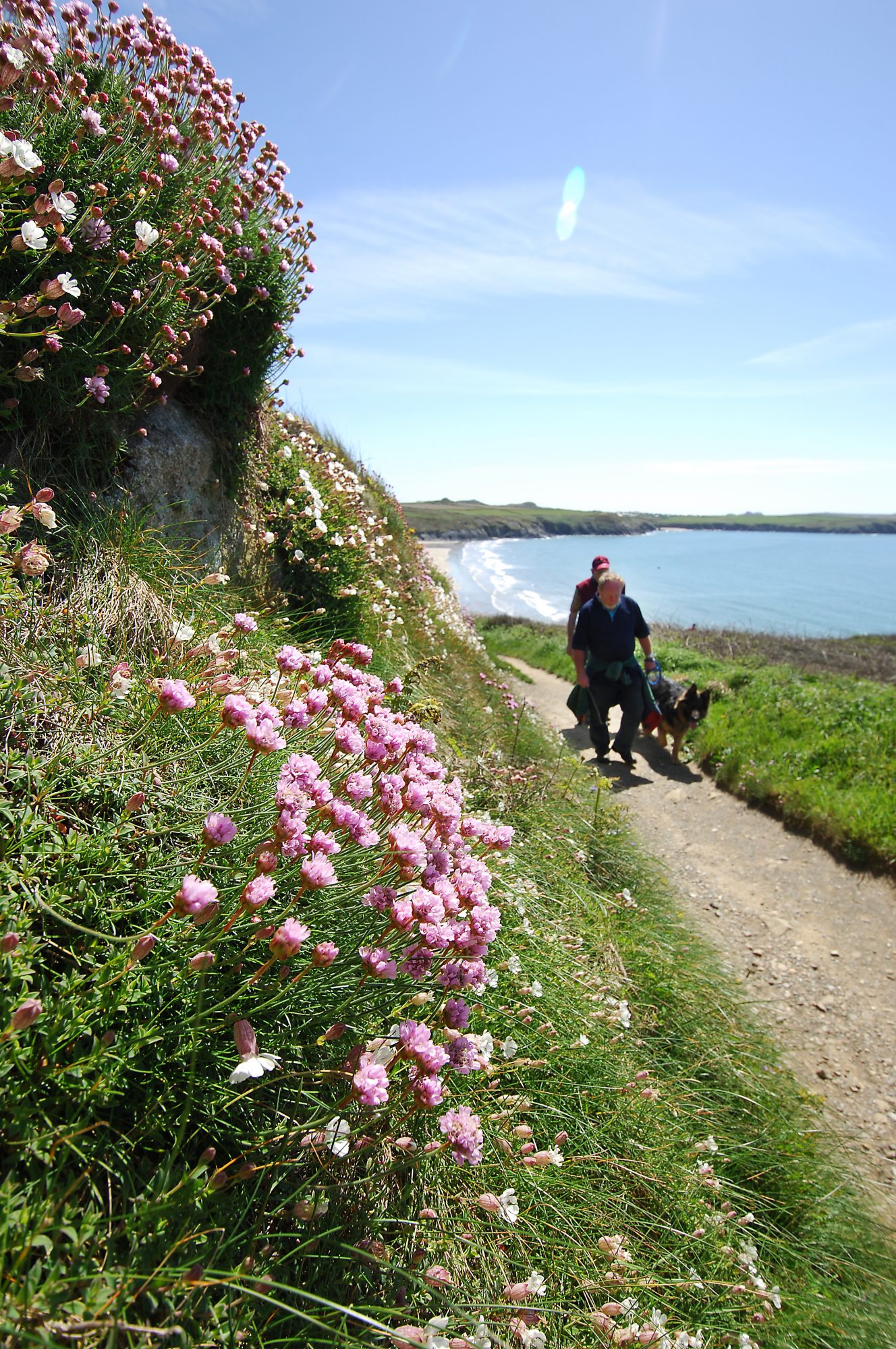 Dog walkers on the Pembrokeshire Coast Path National Trail near Whitesands