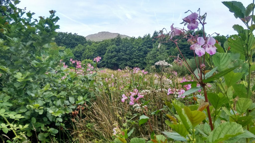 Himalayan balsam (invasive non-native species) n the Clydach catchment of the River Gwaun