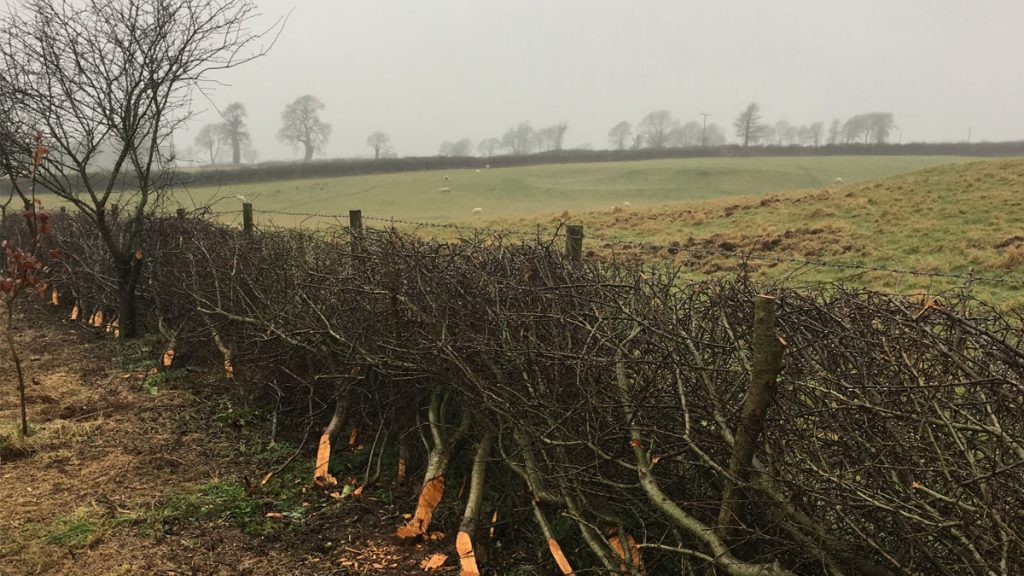 Example of traditional hedgelaying