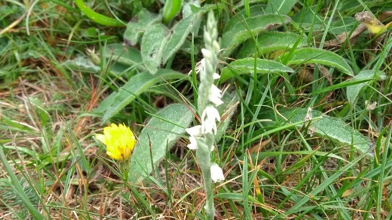 Autumn Lady's Tresses Orchid