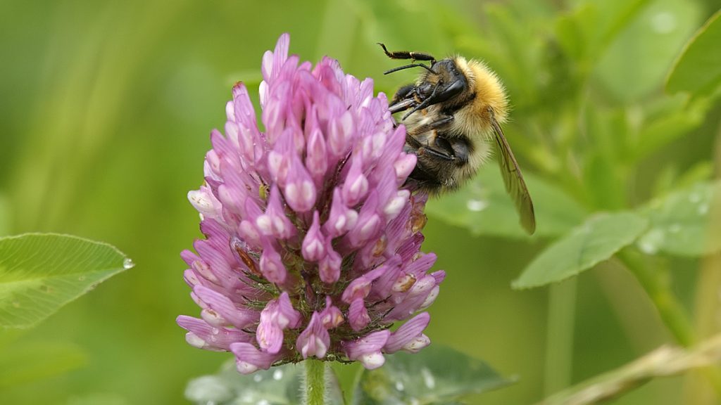 Bee on a pink orchid