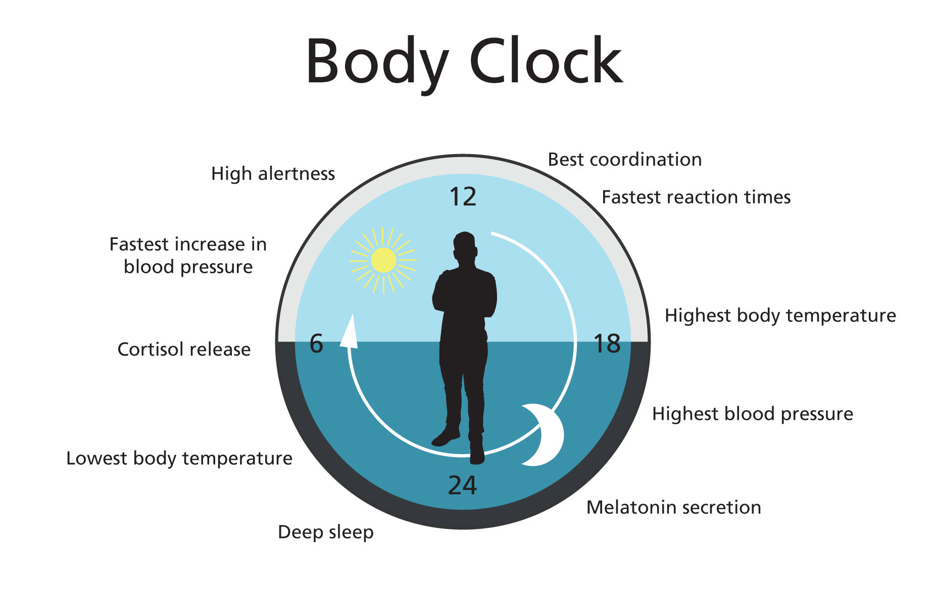 Graphic showing the body clock