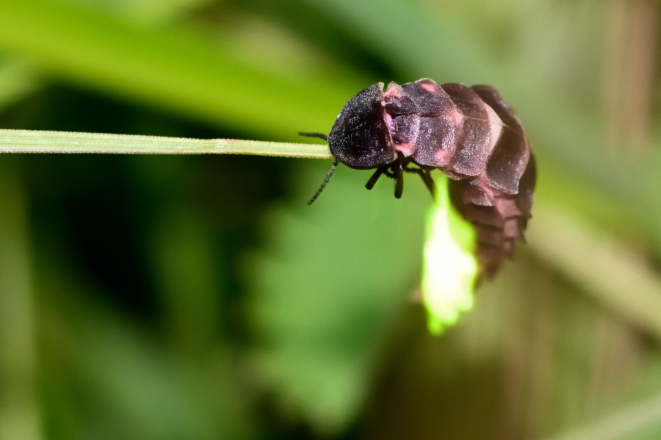 Glow-worm (Lampyris noctiluca) showing light on grass