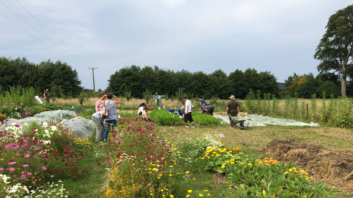 People working on an allotment