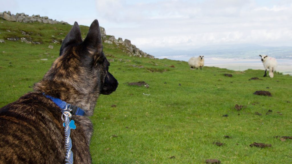 Dog on a lead looking at a sheep