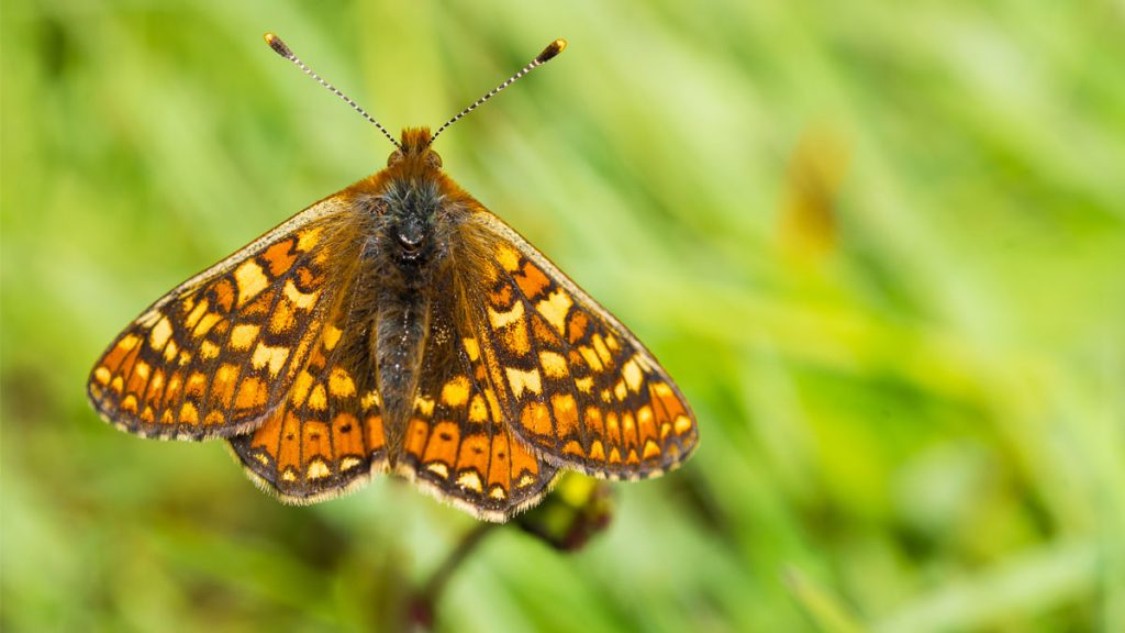Orange and yellow butterfly perching on a flower (Marsh Fritillary)