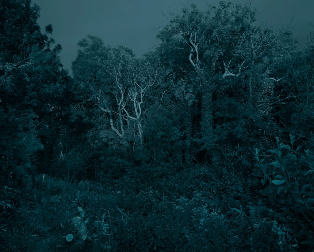 Clefyd Coed Ynn, Golau Lleuad, Ffynnonofi, Parc Cenedlaethol Arfordir Penfro, Cymru, 2019