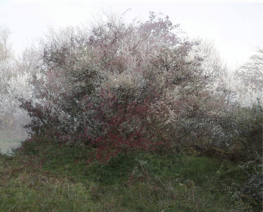 Dryswch y Drysni Ffynnonofi, Sir Benfro, Cymru 2019