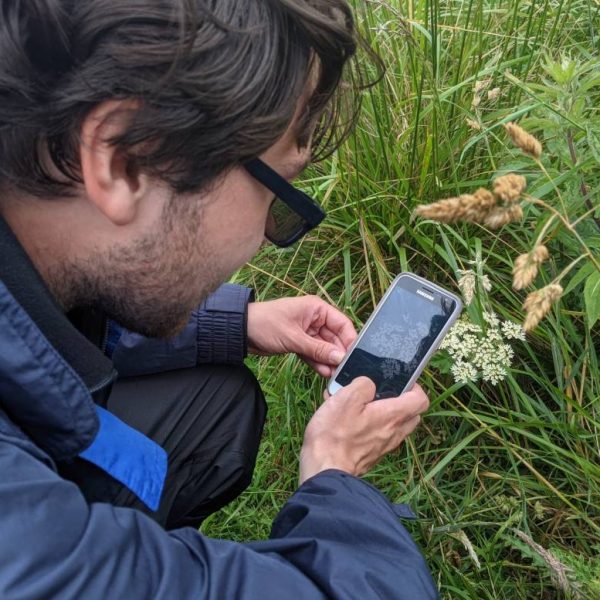 Male using smartphone to identify wildflowers