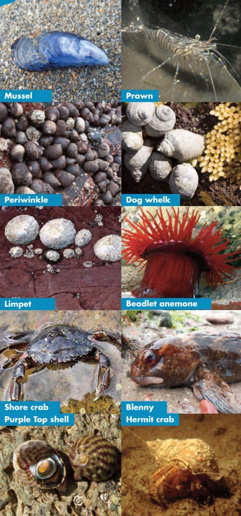 Montage image including creatures found in a rockpool: mussel, prawn, periwinkle, dog whelk, limpet, beadlet anenome, shore crab, purple top shell, hermit crab