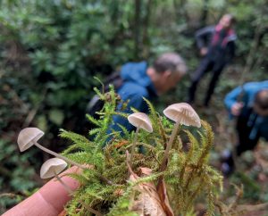 Hand holding fungi up to the camera with people searching for fungi in the background to promote UK Fungus Day