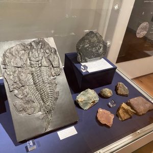 Fossils in a museum cabinet