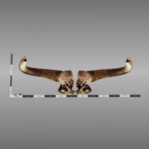 3D reconstruction aurochs horn found at Whitesands following storms in 2014