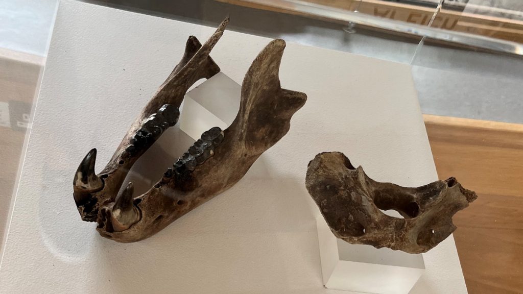 Bear mandible and atlas, bones unearthed on Whiteasands Beahc following storms in 2014