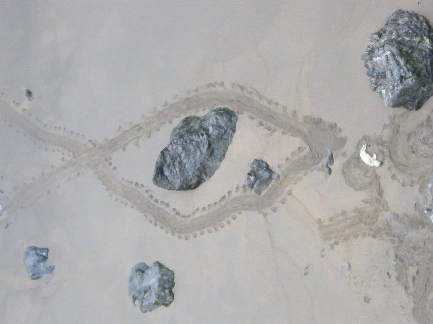 image of a seal pup lying on a sandy beach taken from above. location is Castlemartin Range, Wales, UK