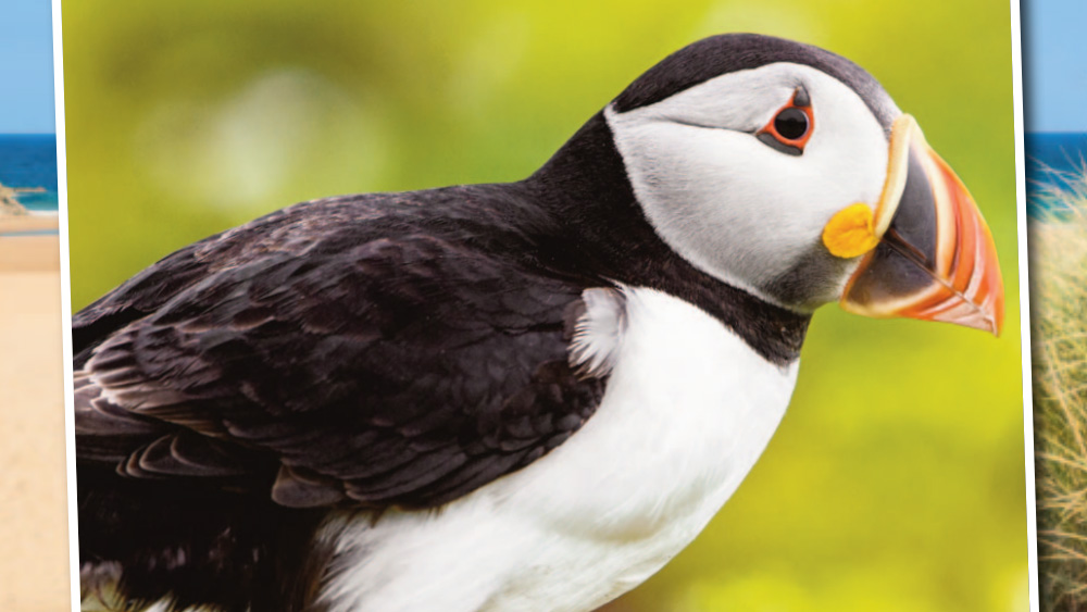 Photograph of a puffin on the front cover of a magazine