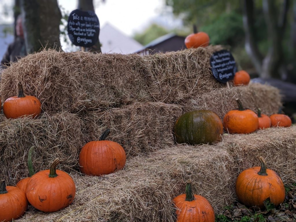 Orange pumpkins scattered around hay bales