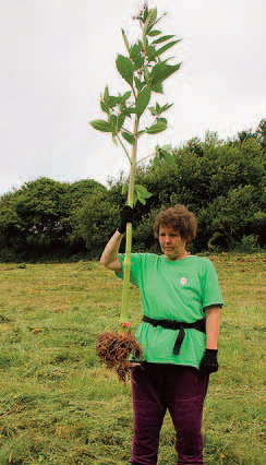 Woman wearing a green t-shirt standing in a grassy field holding a large Himalayan balsam stem aloft
