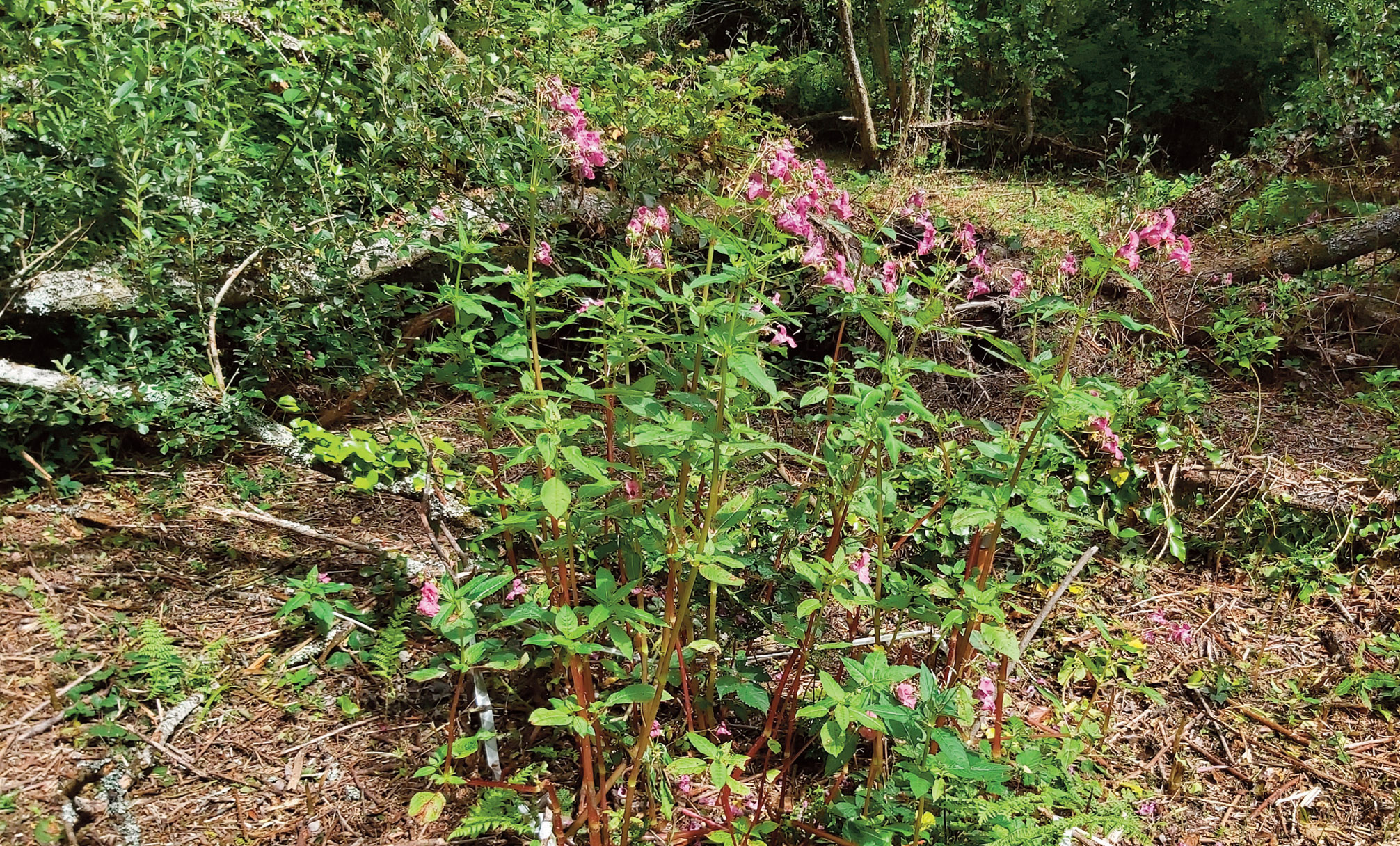 An area of Himalayan balsam is left to flower in a woodland