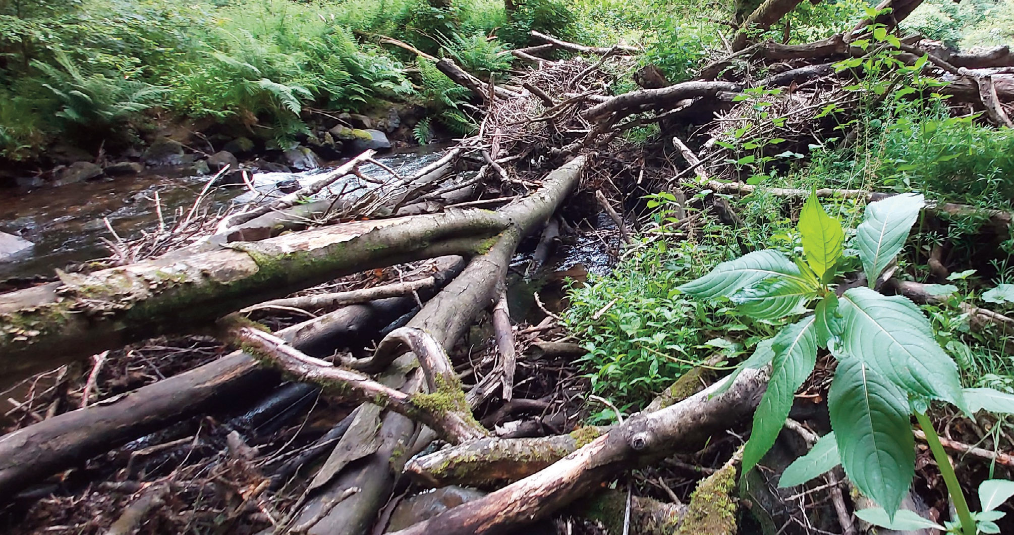 Area of river with treefall buildup. 