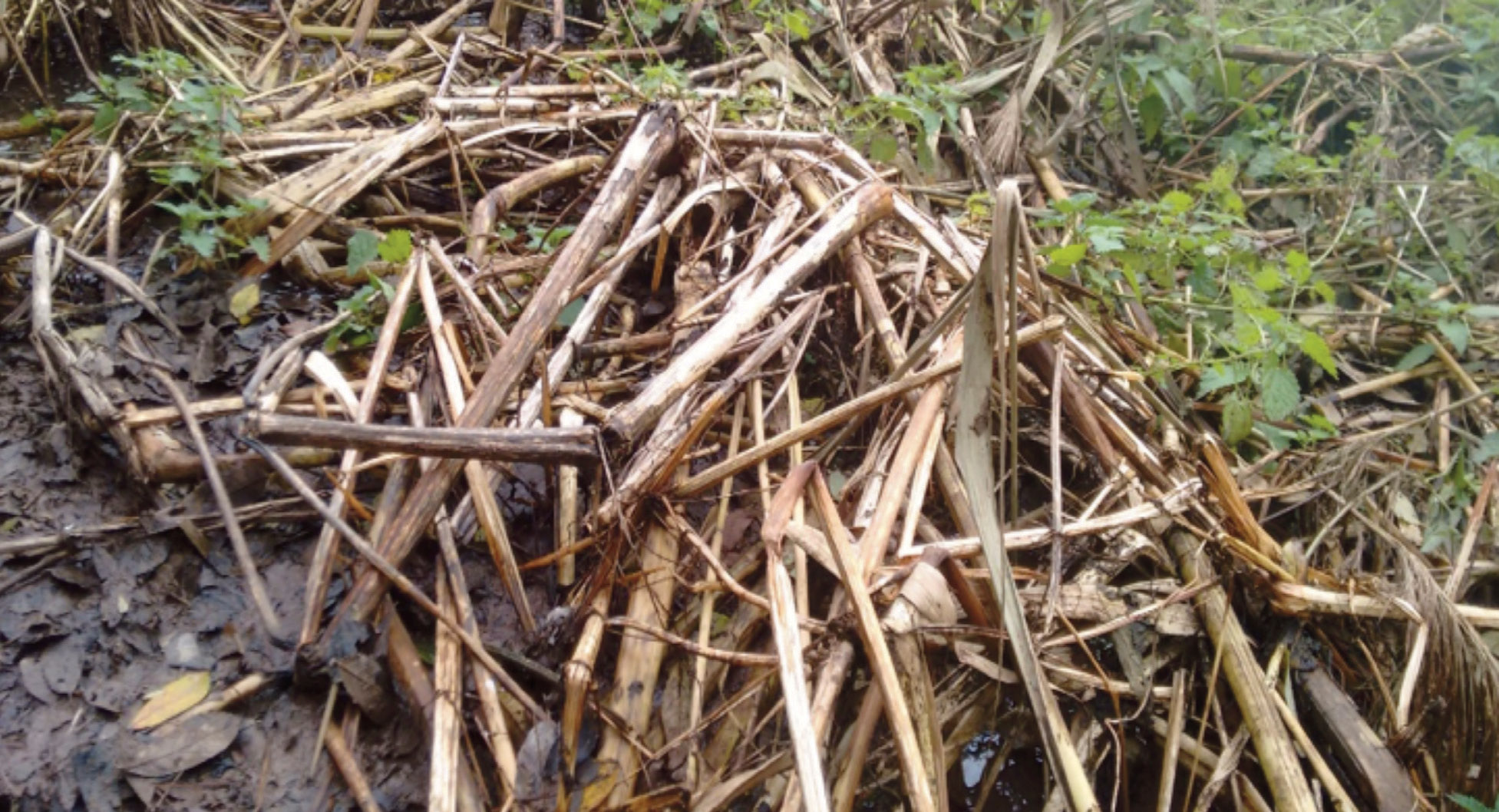 Himalayan balsam stems in winter can be easily identified once you get your eye in.  Balsam dries out, the stems can be very sturdy or papery. The nodes and roots are often visible.