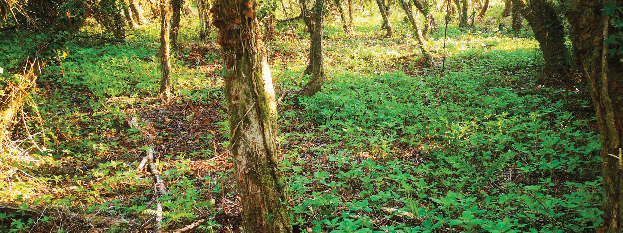 Image showing Himalayan Balsam germinating in May 2020, Polygon 5 following the winter access/bramble cut