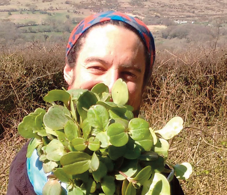 Himalayan Balsam plant plucked in late March on a source tributary. 