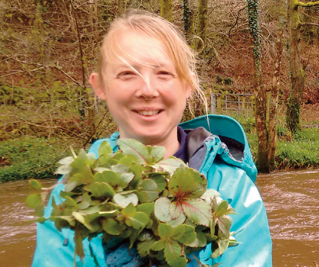 Himalayan Balsam plucked on the Afon Gwaun