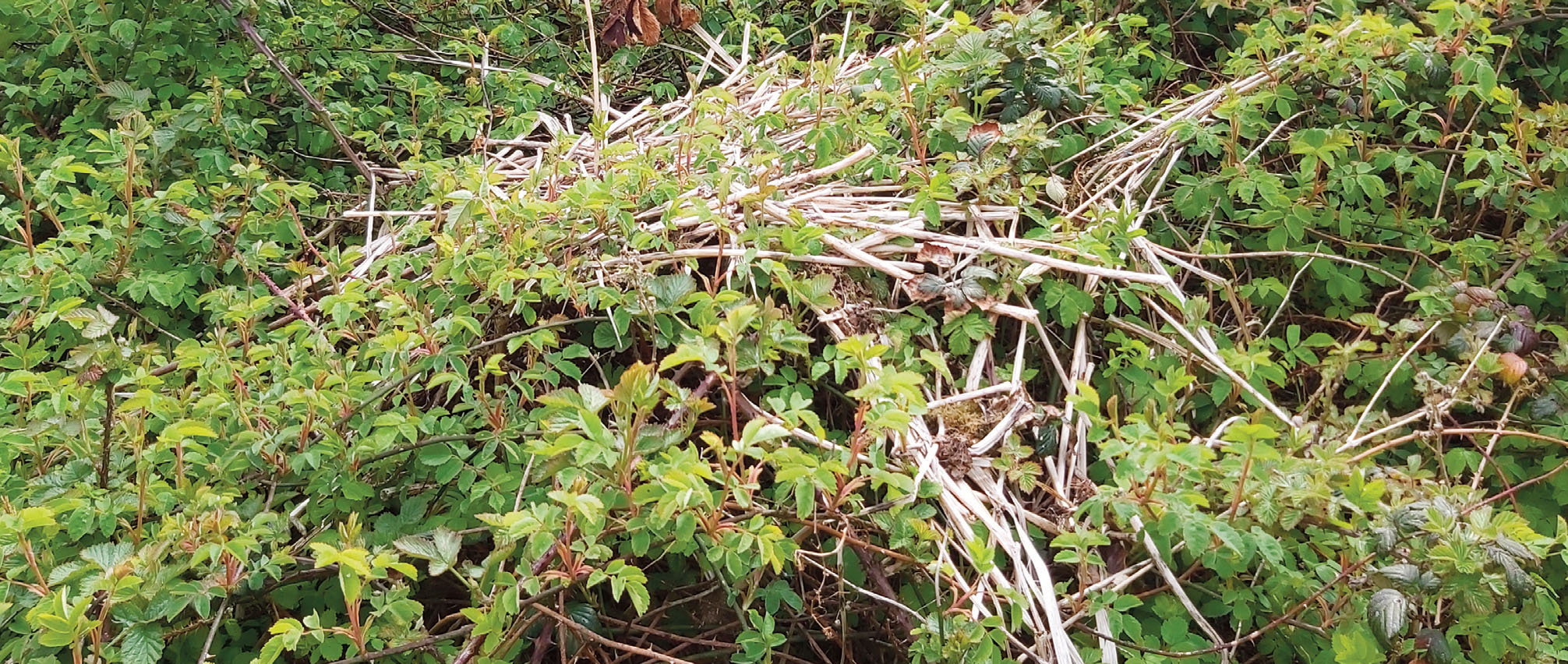 Himalayan balsam stems that have been left to dry out for a whole season