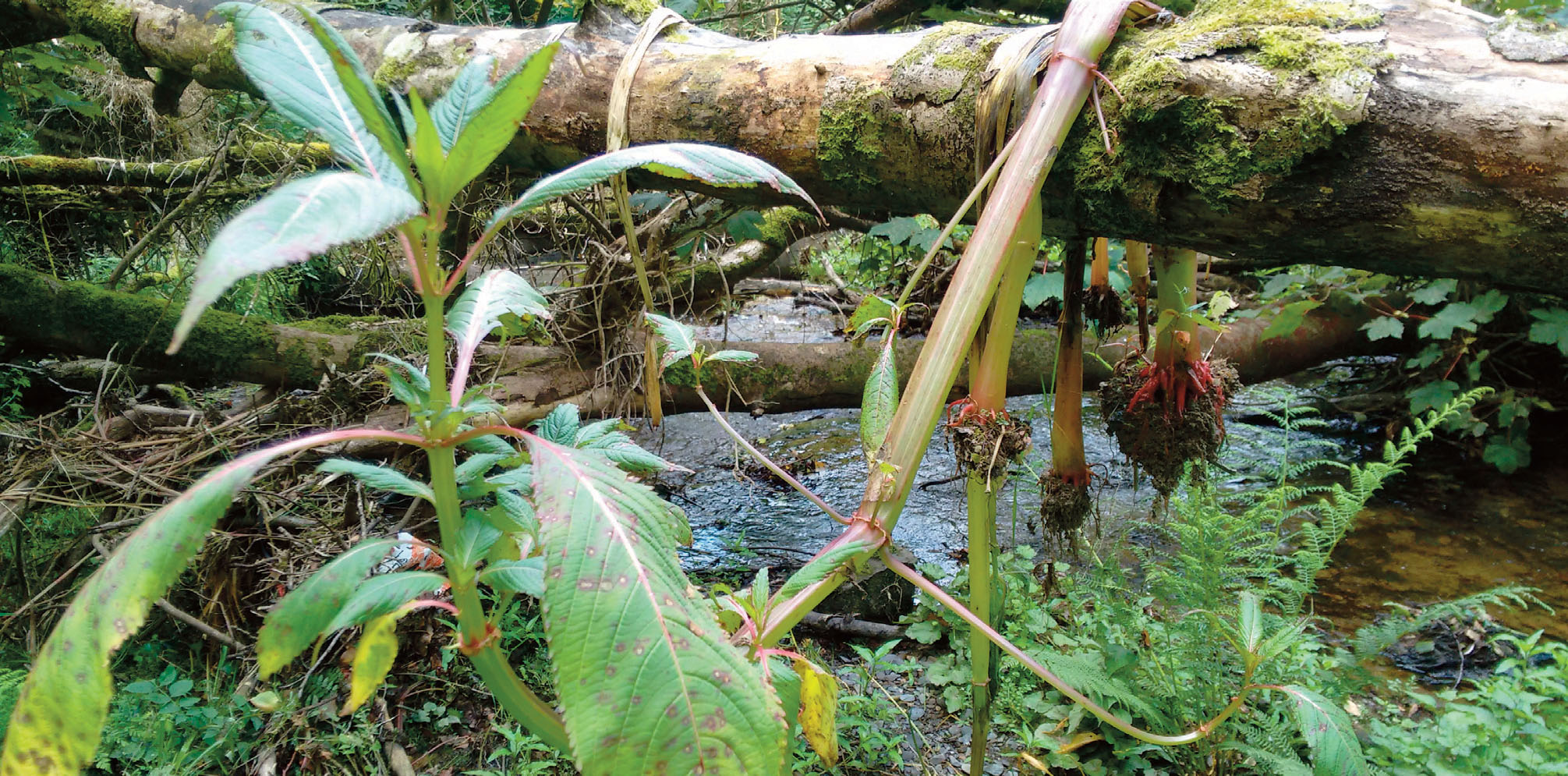 Himalayan balsam stems that have been pulled and hung on a branch with earth still attached, the stem has arched towards the light, this plant will flower and set seed