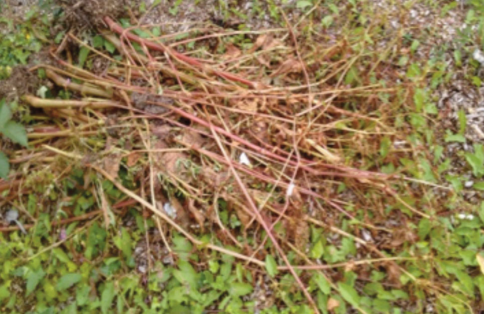 Himalayan balsam stems below have been pulled and left on the ground without cutting the stem, the stem has arched enabling the seeds to be dispersed. 