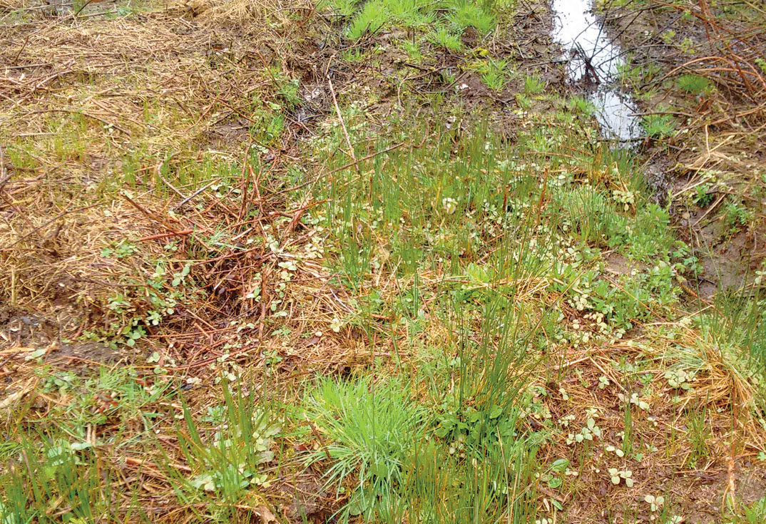 Germinating Himalayan balsam in an area where a machine has been accessing - this has the potential to transfer seeds and in this case small plants off site through tyres or tracks