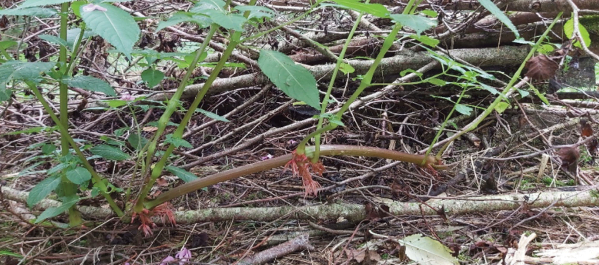 Himalayan balsam plant that has been pulled and left on a branch to dry , has fallen off and is now thriving 