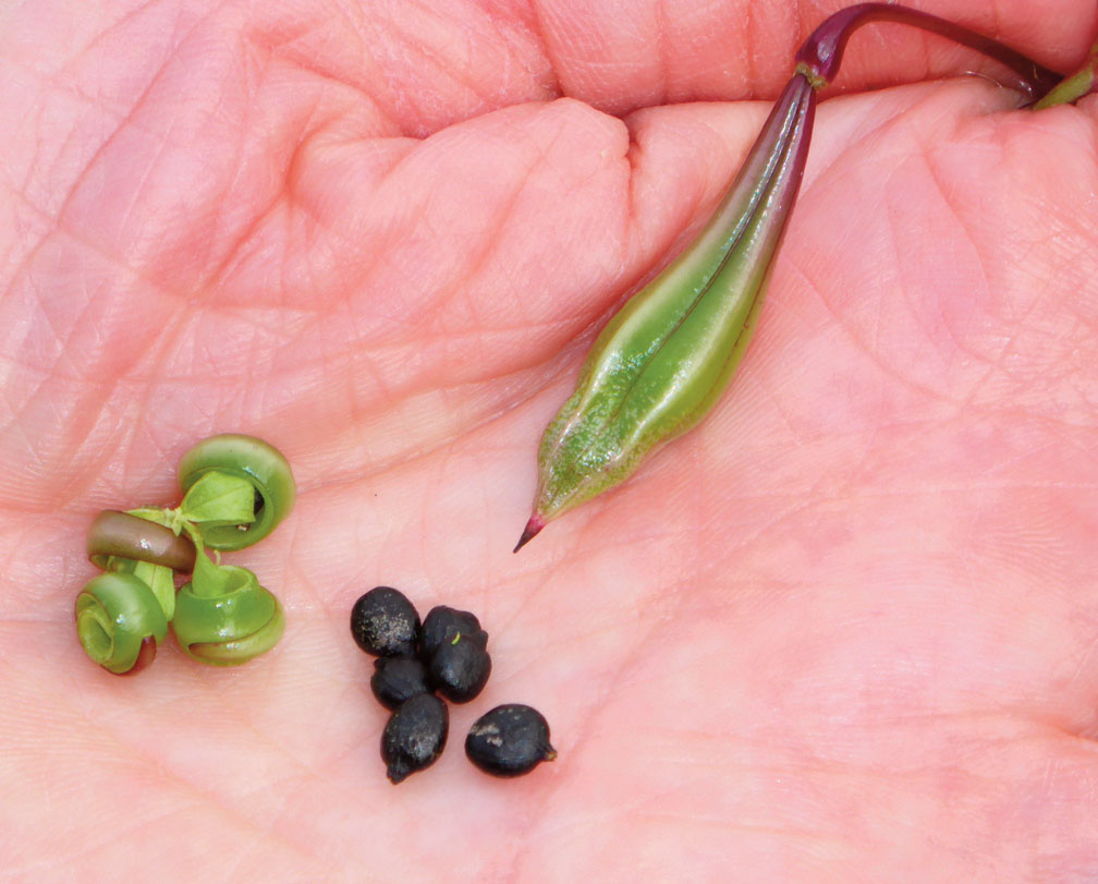 Himalayan balsam pods and seeds resting in the palm of someone's hand
