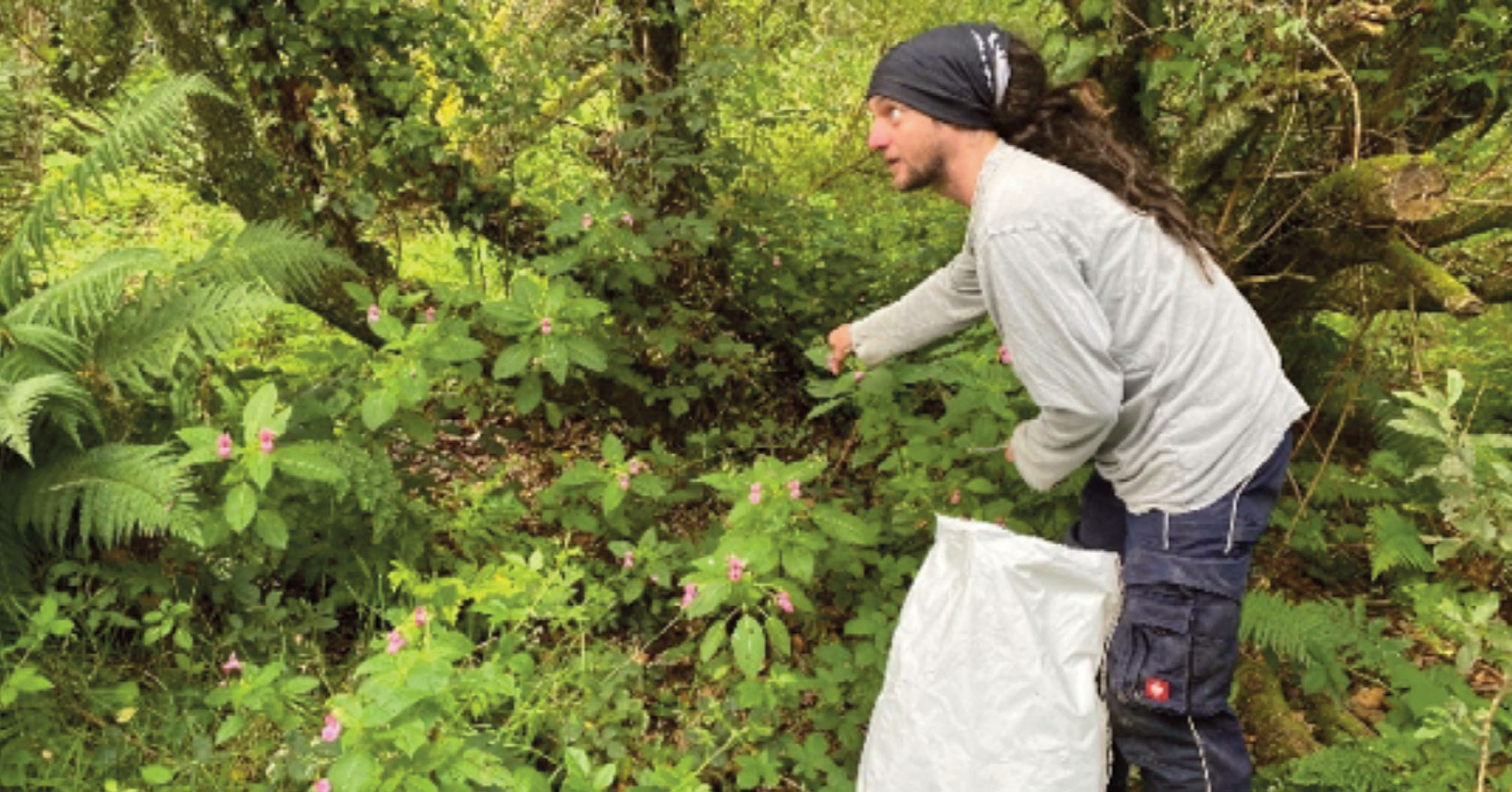 A number of Himalayan balsam in a woodland, in flower and producing viable seed, all flower heads are bagged, not exploding on contact, another couple of weeks and they will. North facing aspect