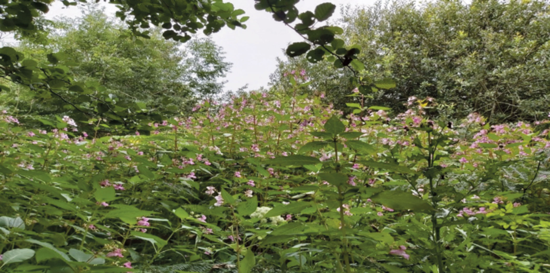 Area of a woodland being completely overtaken by Himalaya balsam plants with pink flowers on very tall plants