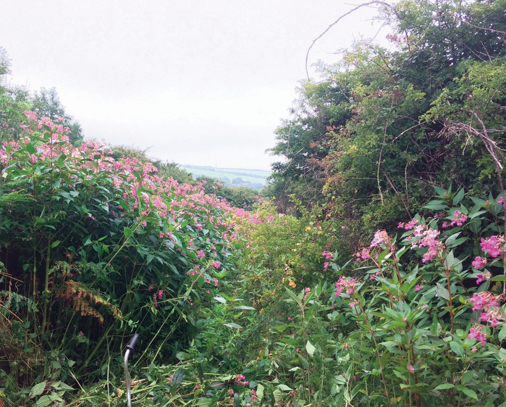 Image showing an area of a small coastal valley being overwhelmed by tall Himalayan balsam plants with pink flowers