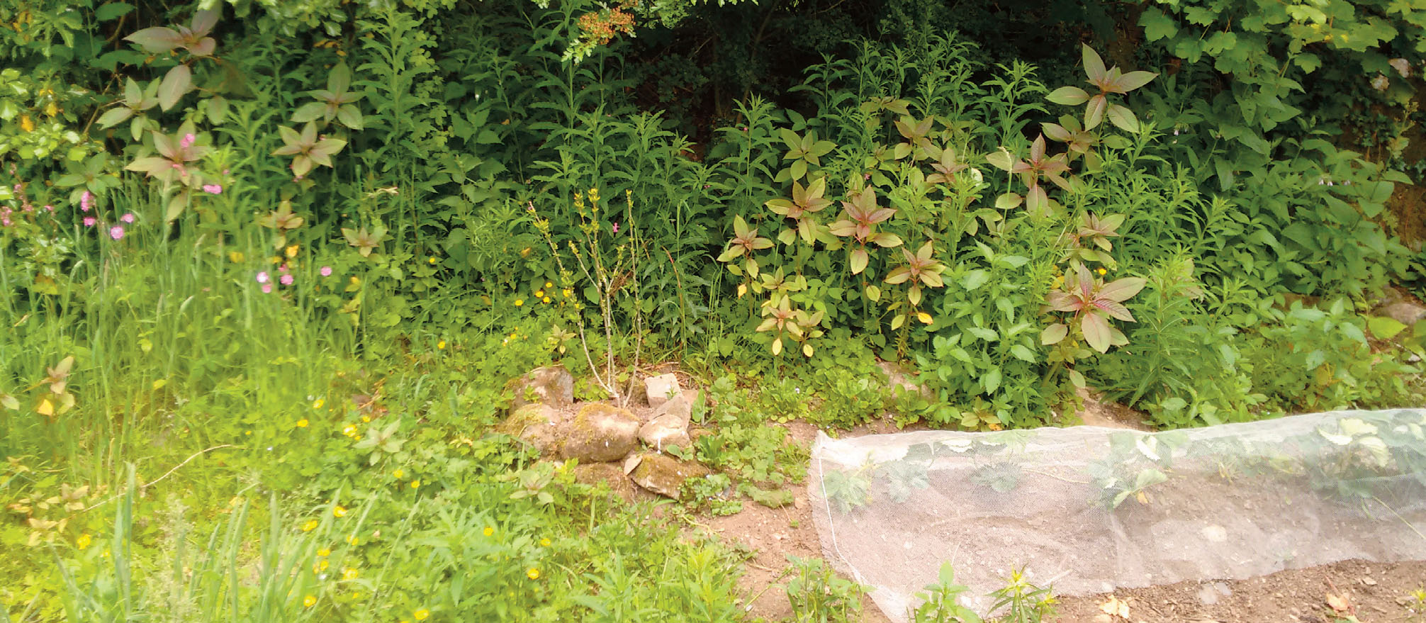 Image showing a few Himalayan balsam plants growing at the edge of a vegetable garden