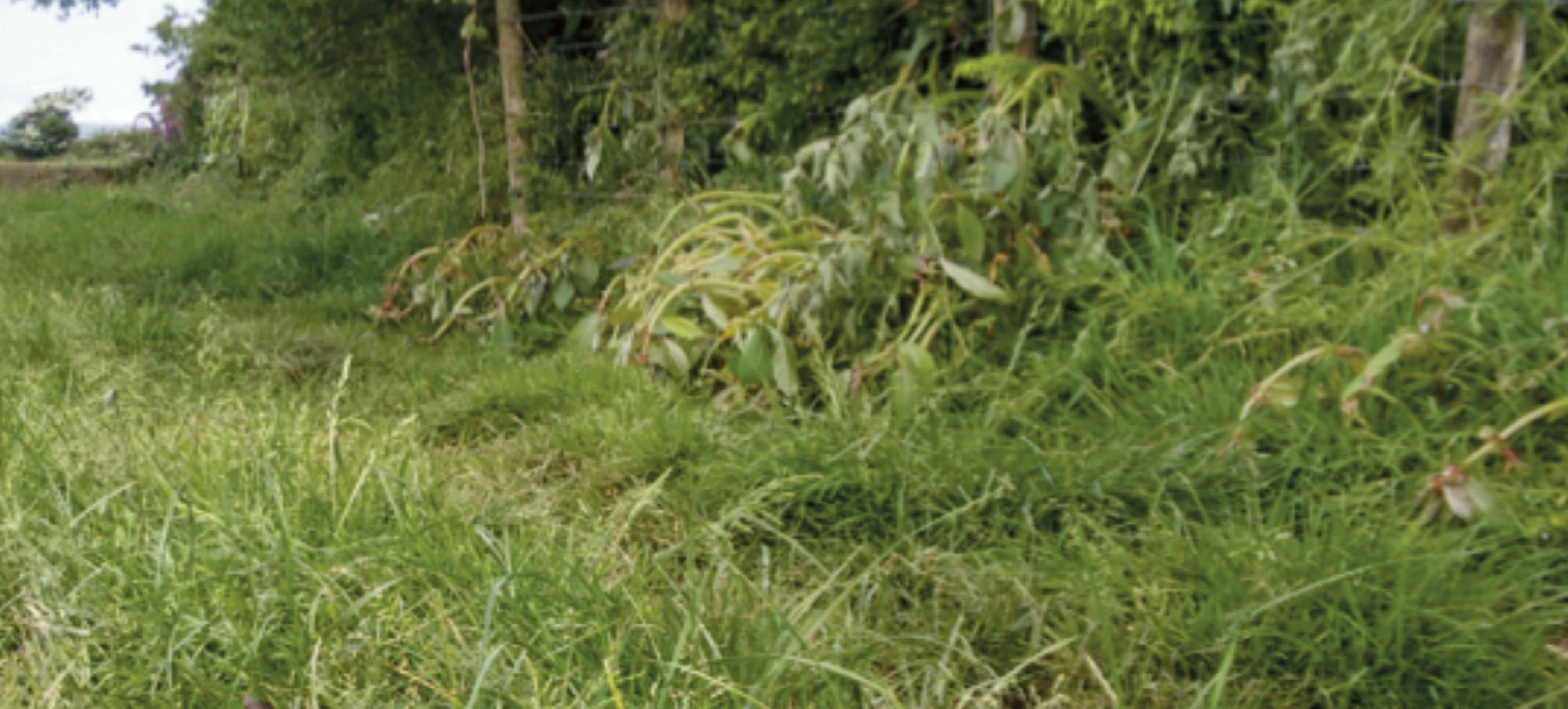 A grassy field showing dying Himalayan balsam plants around the edge, which have been treated with herbicide