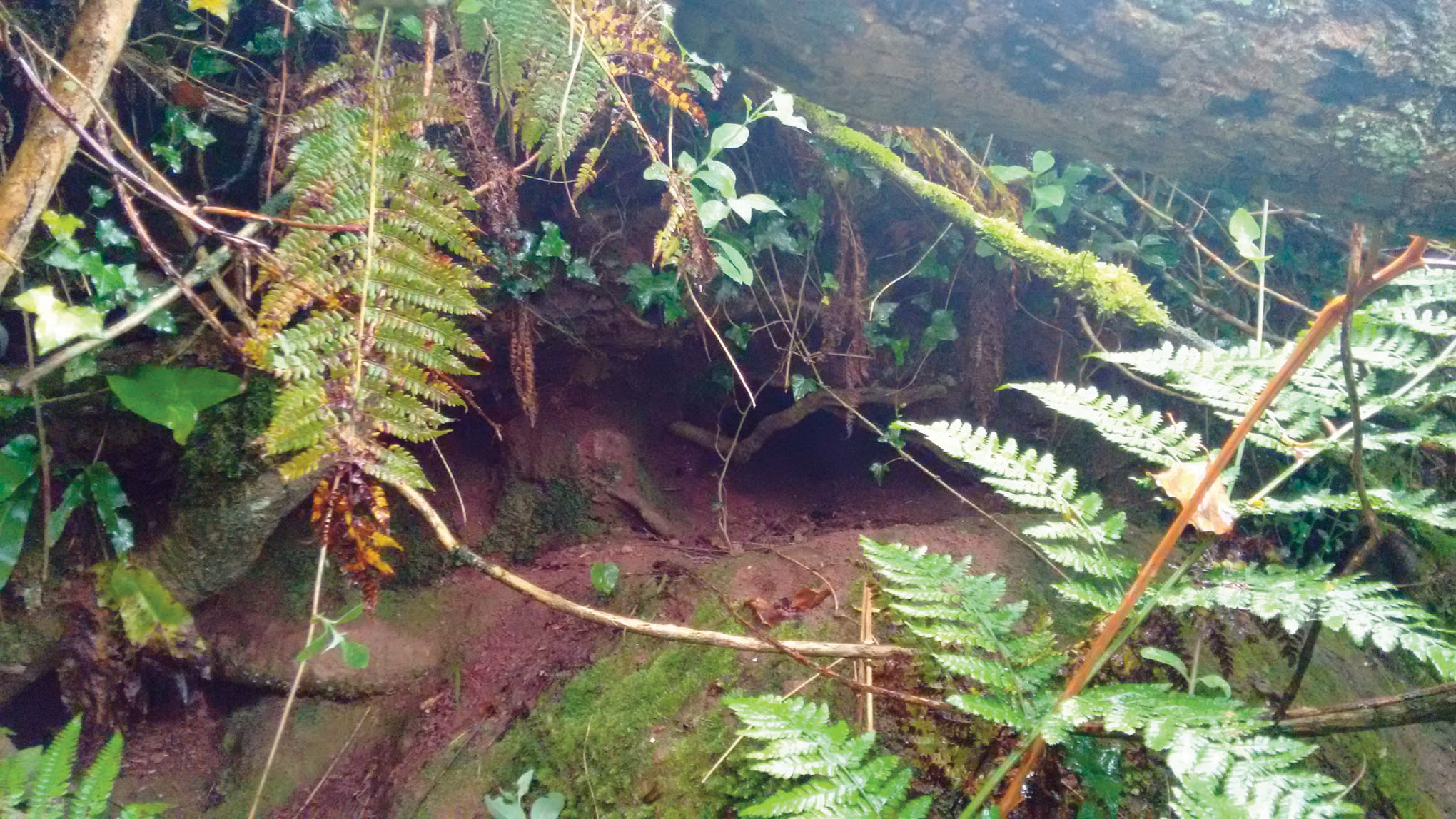Image of a possible abandoned otter natal den