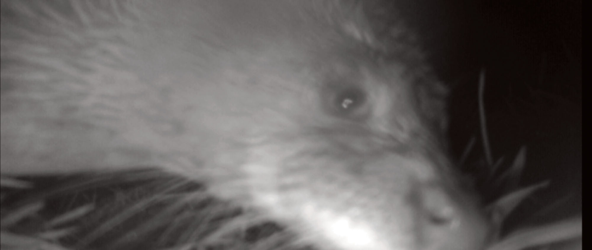 Still image from a camera trap showing an otter